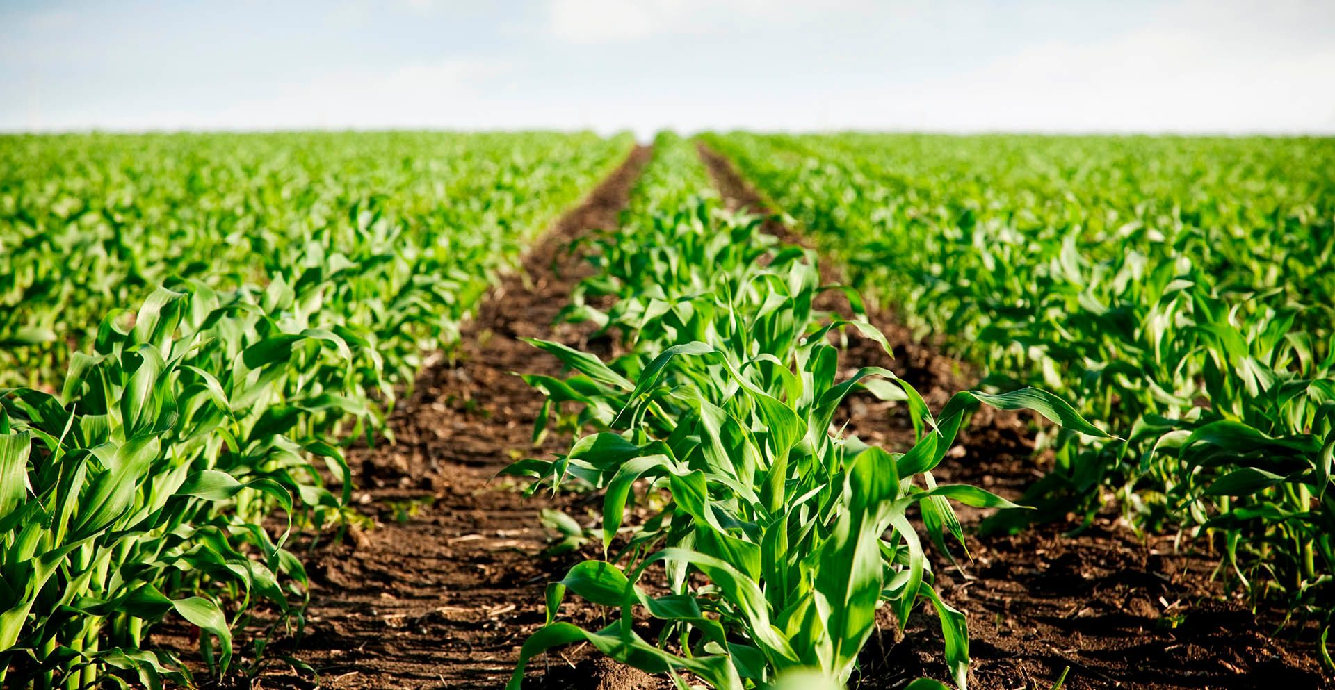 Cultivo de maíz