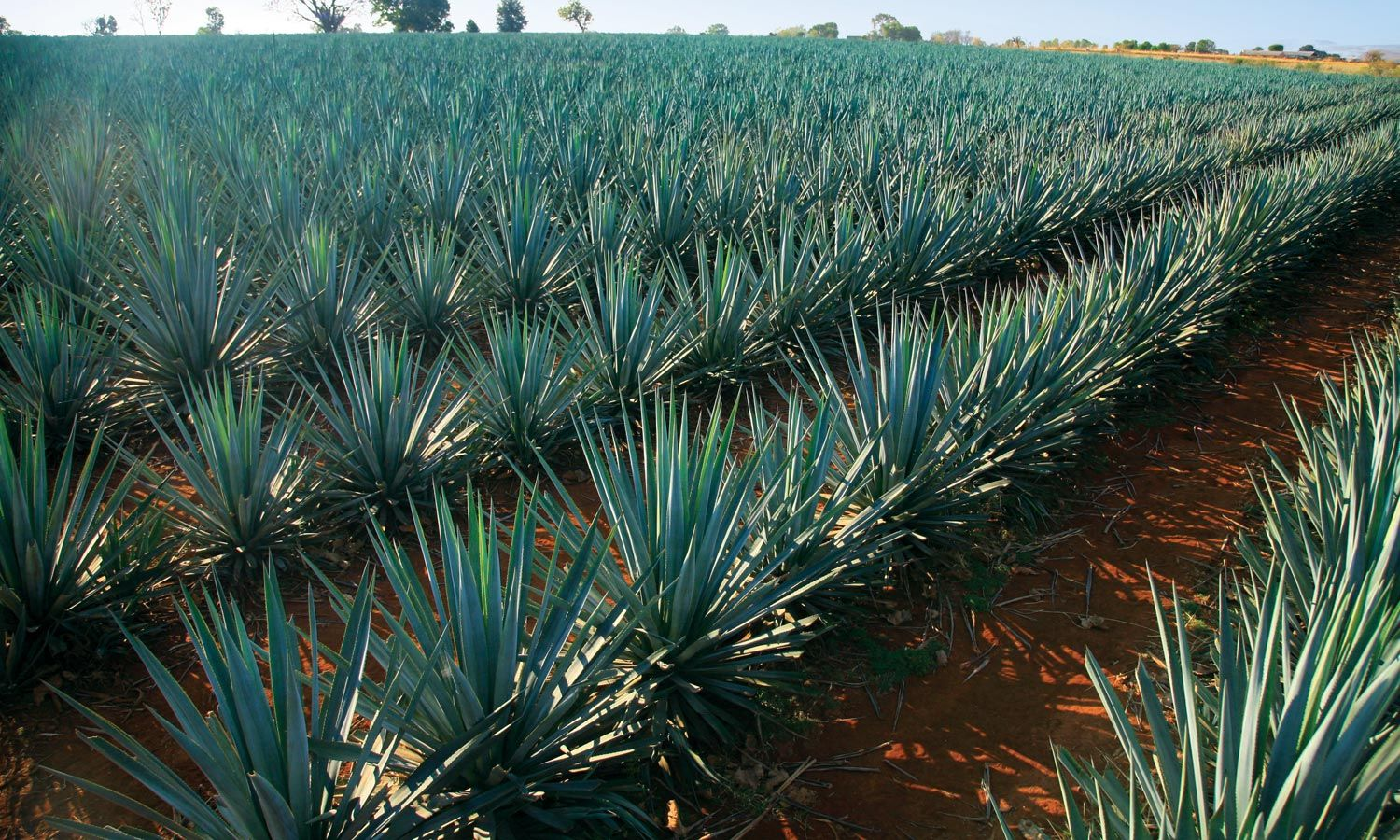 Cultivo de agave
